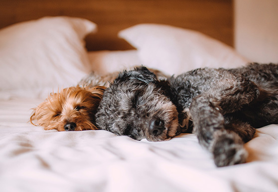 Animal Health – Liability Insurance Implications of Noneconomic Damages
